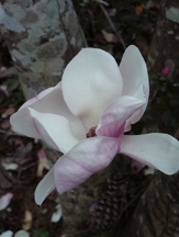 Tulip Magnolia, Japanese Magnolia, Saucer Magnolia, Soulangeana Magnolia, Magnolia x 'Soulangeana', M. soulangeana, M. soulangiana